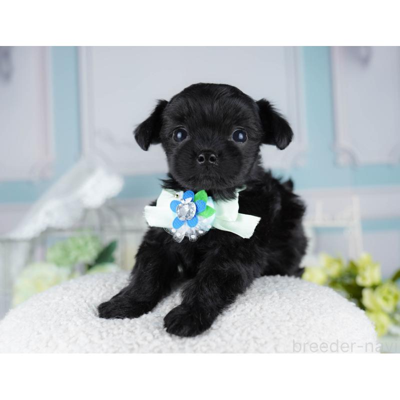 販売中の神奈川県のミックス犬-440700の10枚目