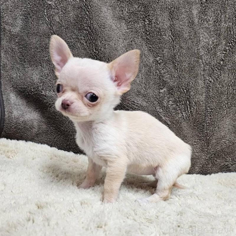 販売中の埼玉県のチワワ(スムースコート)-440699の4枚目