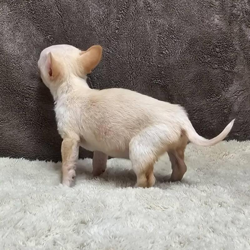 販売中の埼玉県のチワワ(スムースコート)-440699の3枚目