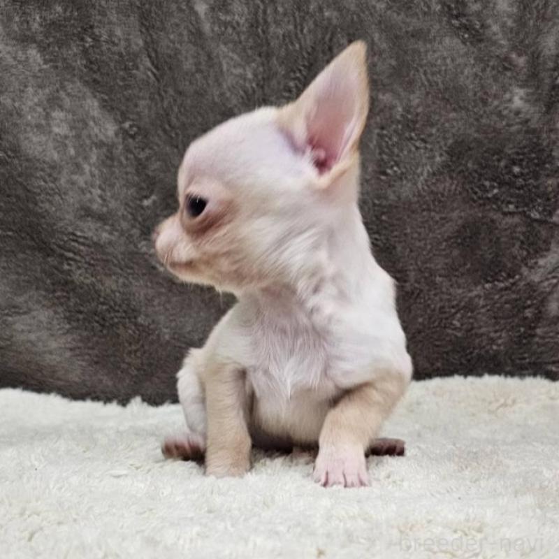 販売中の埼玉県のチワワ(スムースコート)-440699の2枚目