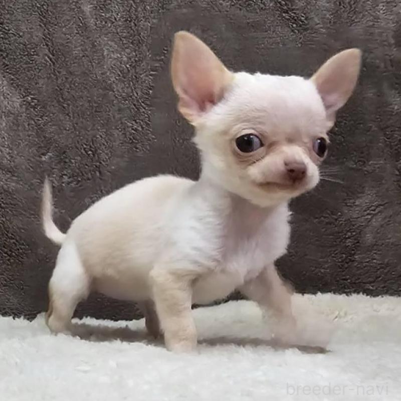 販売中の埼玉県のチワワ(スムースコート)-440699の1枚目