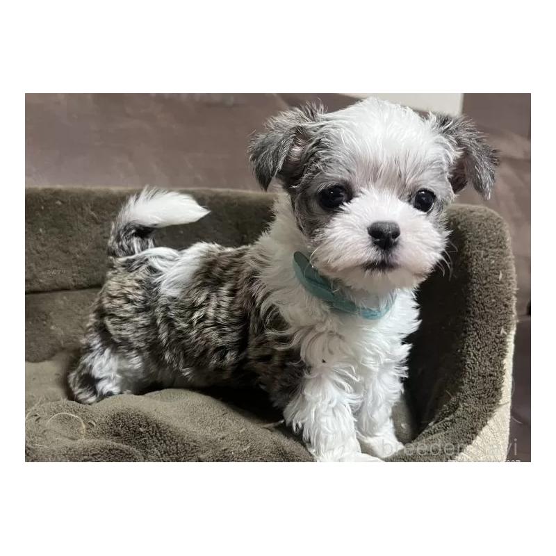 販売中の沖縄県のチワマル:チワワ×マルチーズ-440701の11枚目