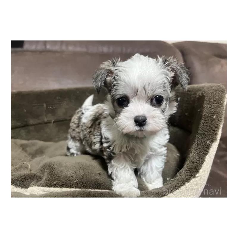 販売中の沖縄県のチワマル:チワワ×マルチーズ-440701の9枚目