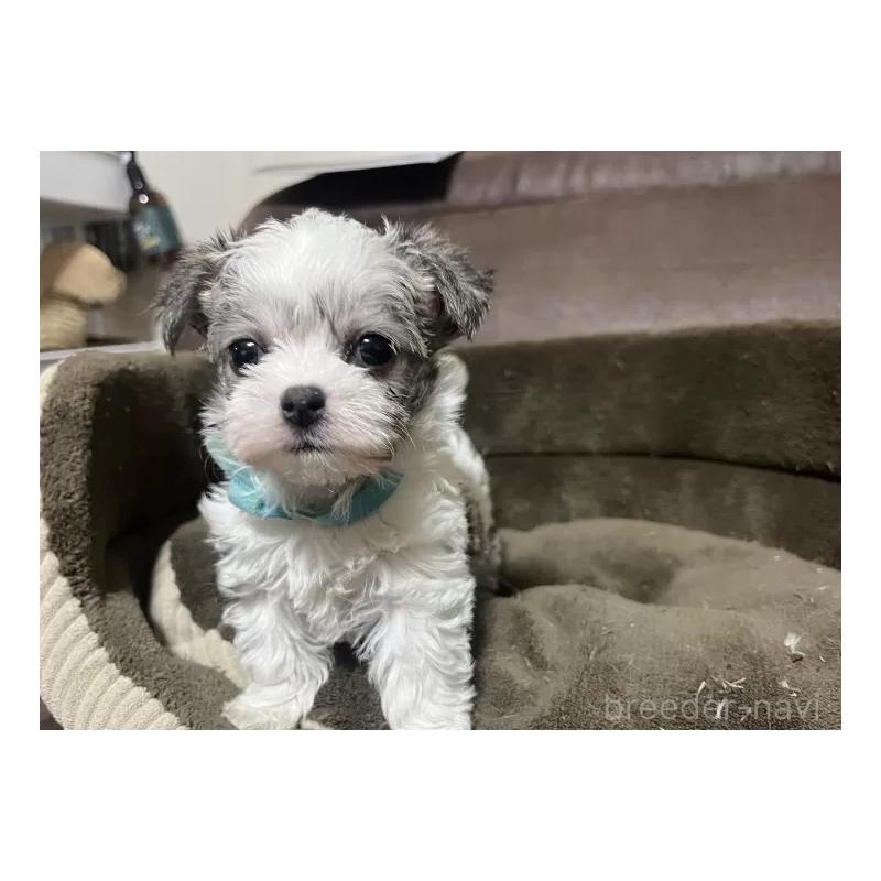 販売中の沖縄県のチワマル:チワワ×マルチーズ-440701の8枚目