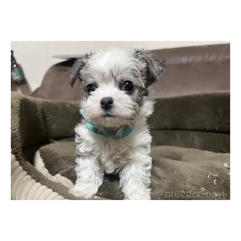 販売中の沖縄県のチワマル:チワワ×マルチーズ-440701の7枚目