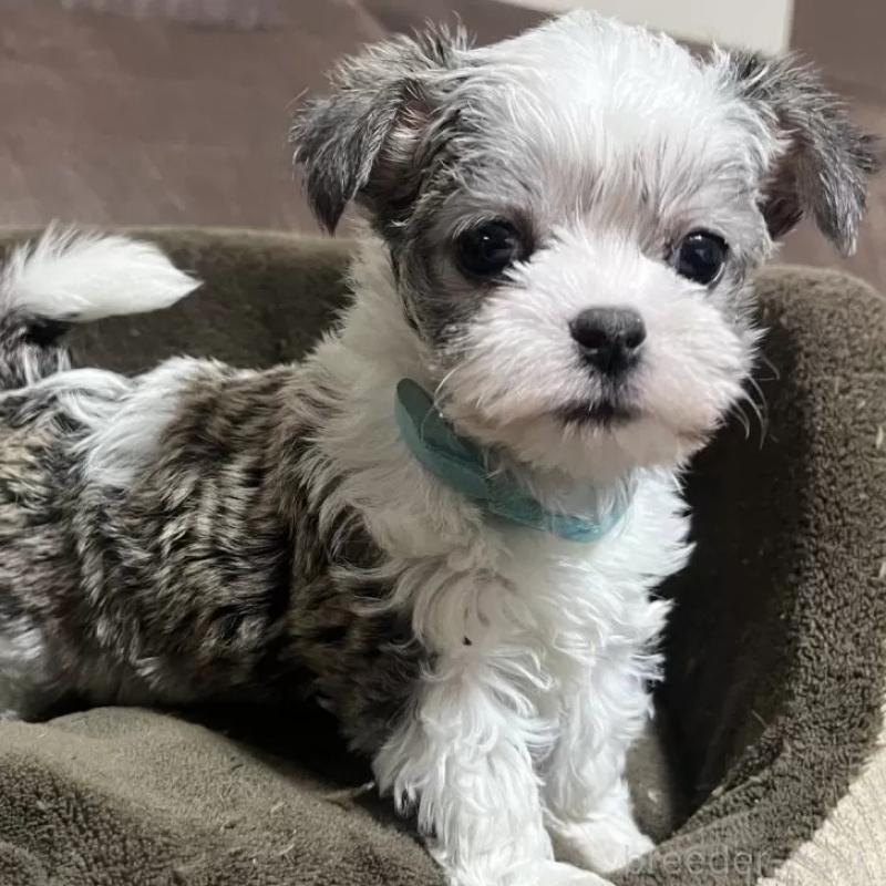 販売中の沖縄県のチワマル:チワワ×マルチーズ-440701