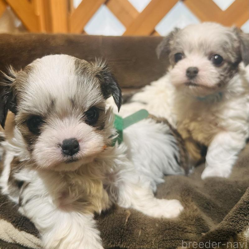 販売中の沖縄県のチワマル:チワワ×マルチーズ-440701の5枚目