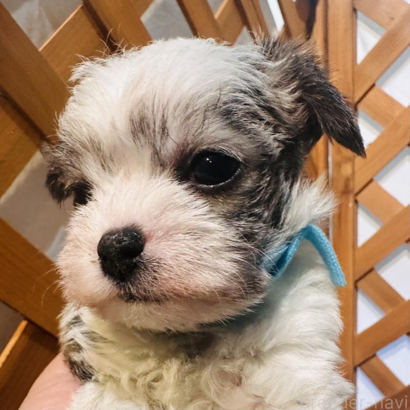 販売中の沖縄県のチワマル:チワワ×マルチーズ-440701の4枚目