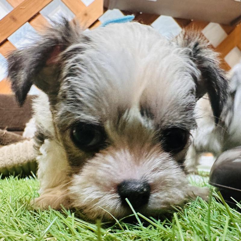 販売中の沖縄県のチワマル:チワワ×マルチーズ-440701の3枚目