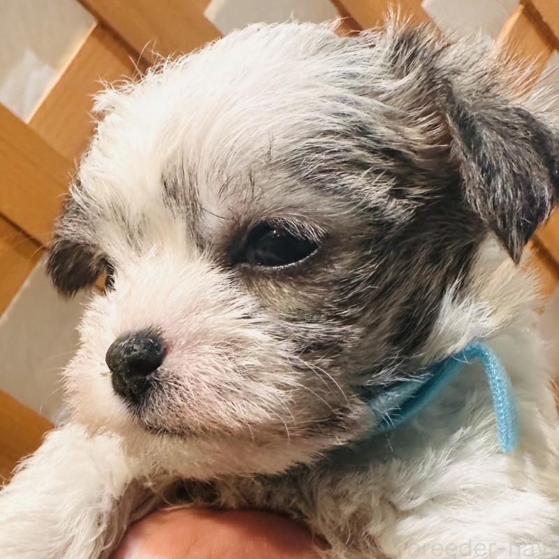 販売中の沖縄県のチワマル:チワワ×マルチーズ-440701の2枚目