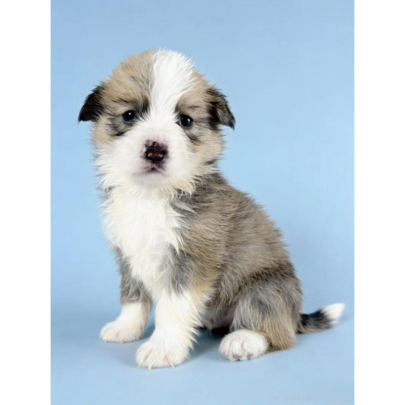 販売中の茨城県のウェルシュコーギーペンブローク-440702の4枚目