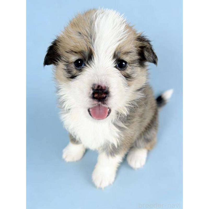 販売中の茨城県のウェルシュコーギーペンブローク-440702の3枚目