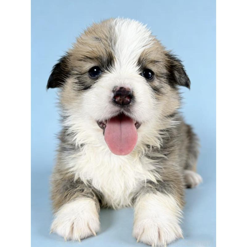 販売中の茨城県のウェルシュコーギーペンブローク-440702