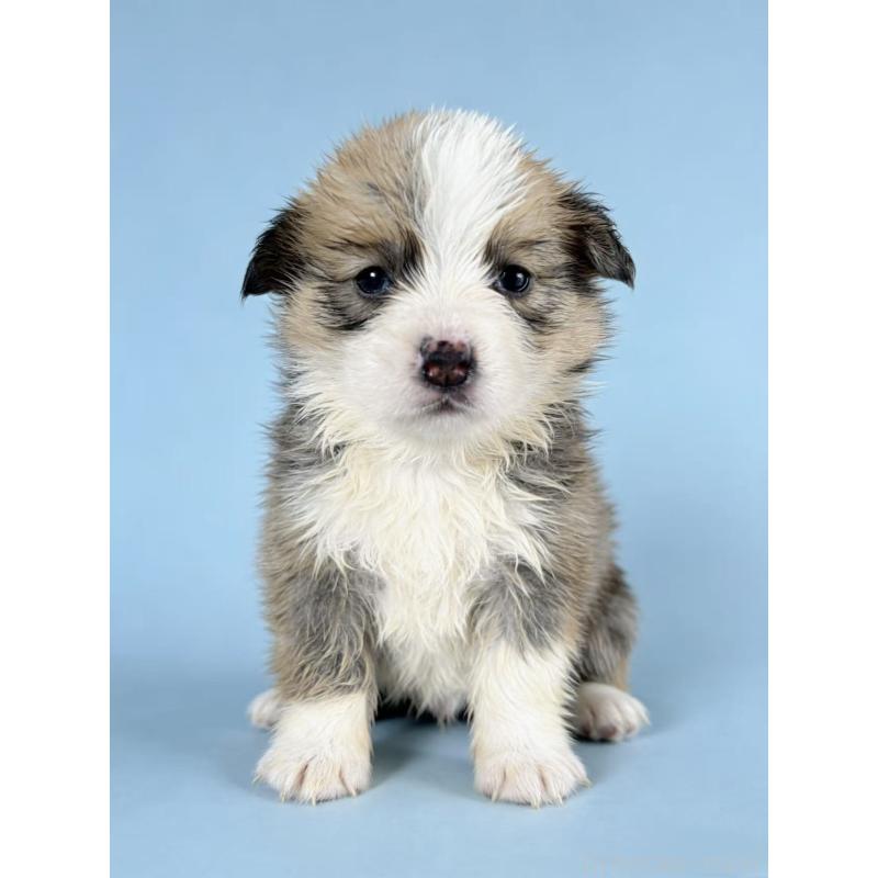 販売中の茨城県のウェルシュコーギーペンブローク-440702の2枚目