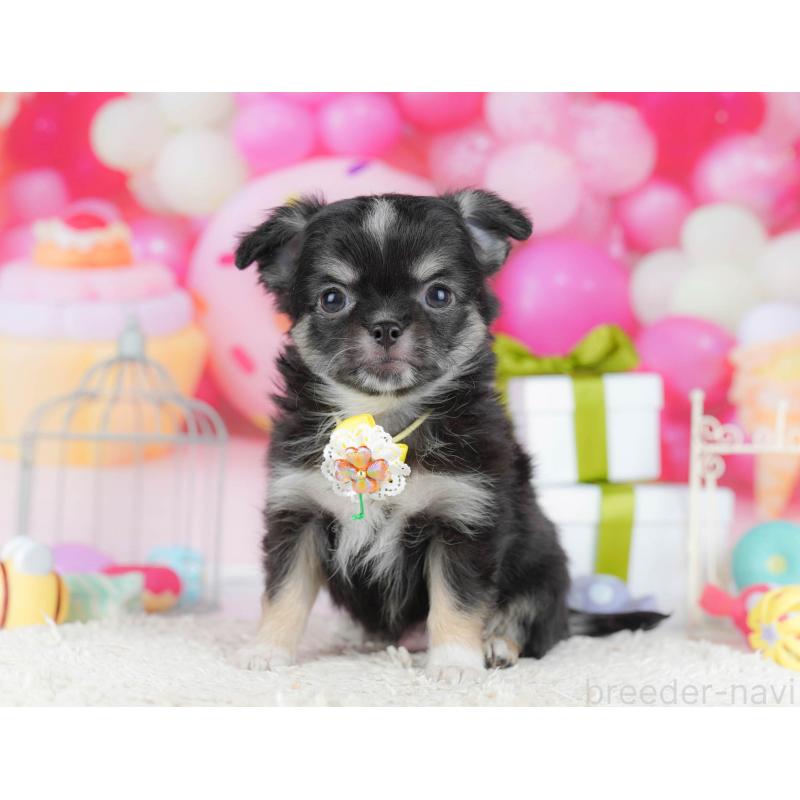 販売中の神奈川県のチワワ(ロングコート)-440704の15枚目