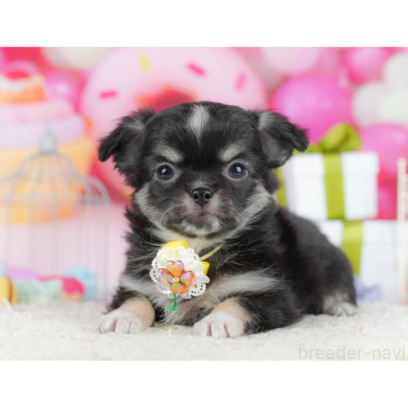 販売中の神奈川県のチワワ(ロングコート)-440704の14枚目