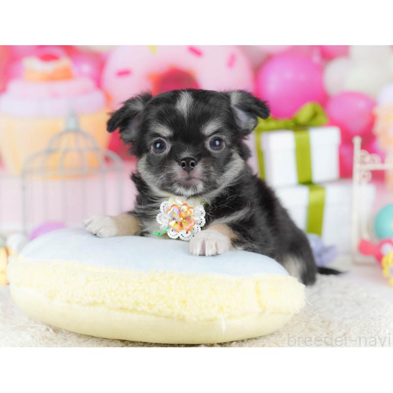 販売中の神奈川県のチワワ(ロングコート)-440704の13枚目