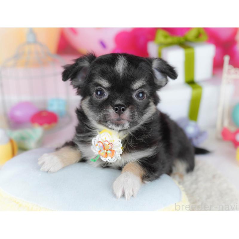 販売中の神奈川県のチワワ(ロングコート)-440704の12枚目