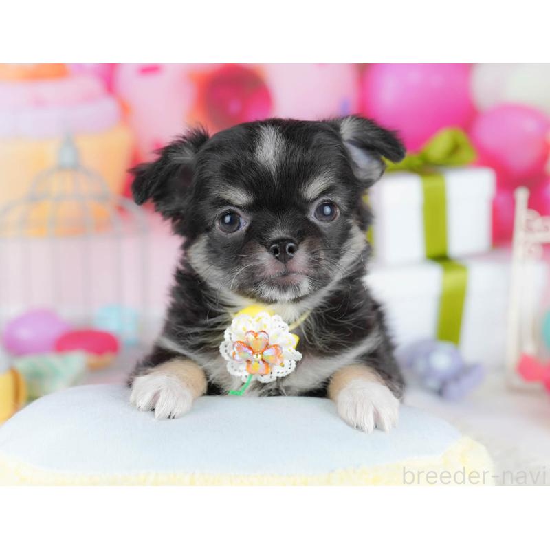 販売中の神奈川県のチワワ(ロングコート)-440704の11枚目