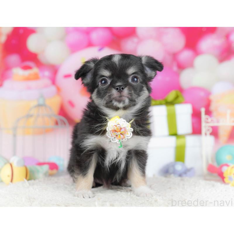 販売中の神奈川県のチワワ(ロングコート)-440704の10枚目