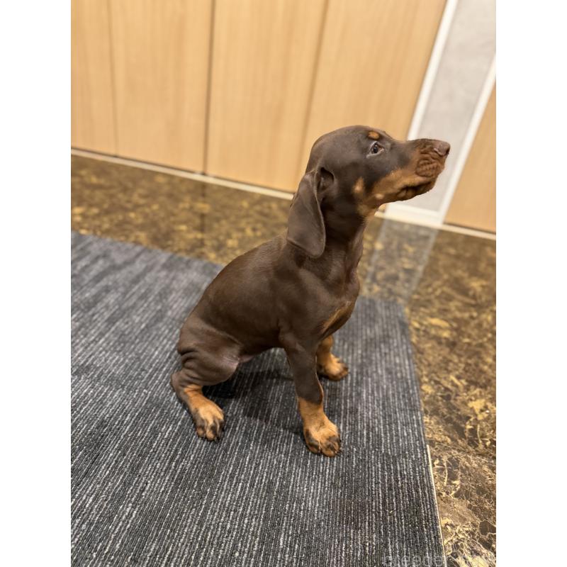 成約済の東京都のドーベルマン-432752の13枚目