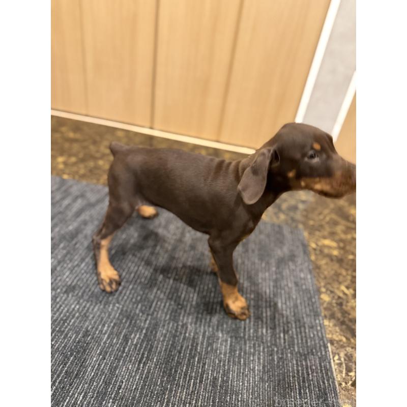 成約済の東京都のドーベルマン-432752の12枚目