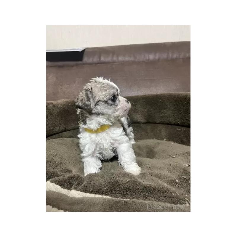 販売中の沖縄県のチワマル:チワワ×マルチーズ-440703の9枚目