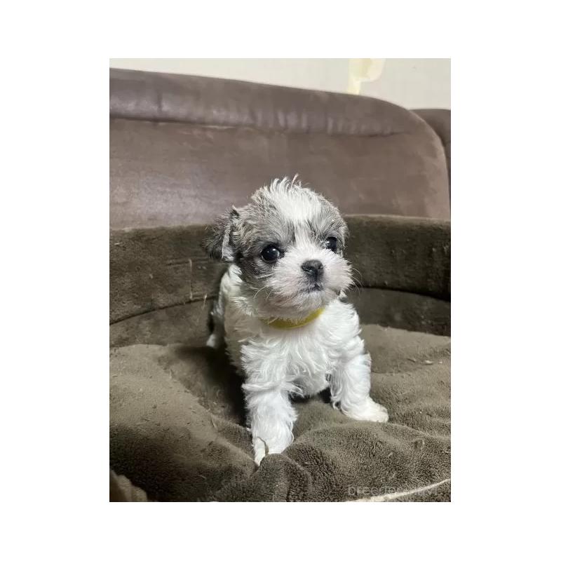 販売中の沖縄県のチワマル:チワワ×マルチーズ-440703の8枚目