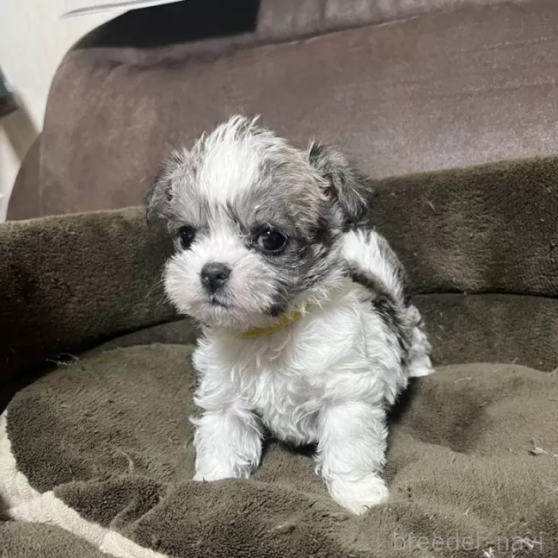 販売中の沖縄県のチワマル:チワワ×マルチーズ-440703の7枚目