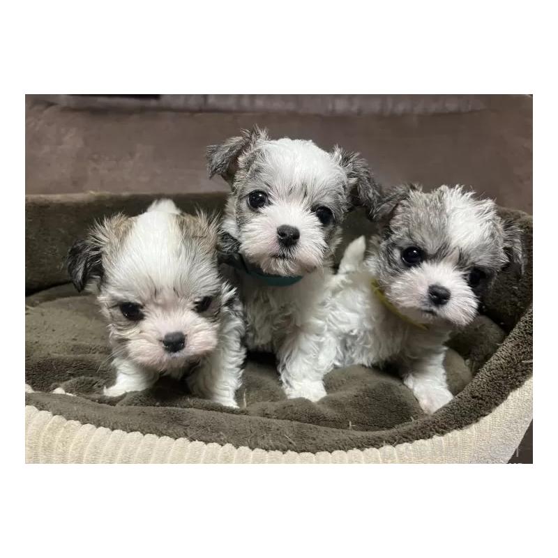 販売中の沖縄県のチワマル:チワワ×マルチーズ-440703の6枚目