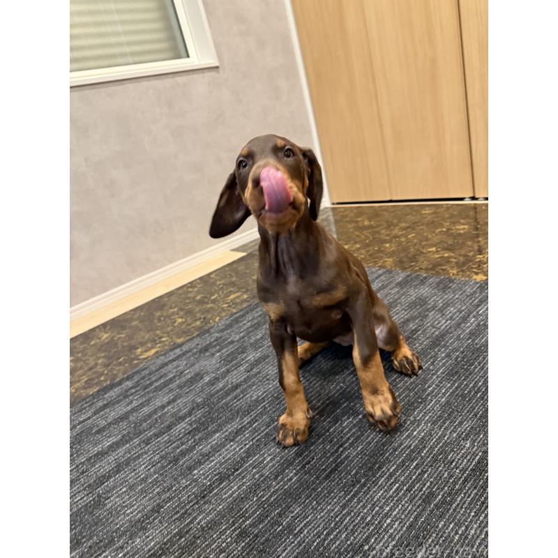 成約済の東京都のドーベルマン-432752の11枚目