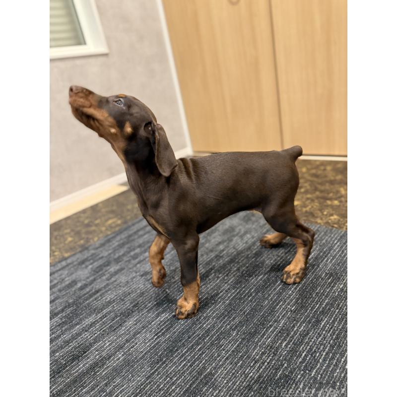 成約済の東京都のドーベルマン-432752の10枚目