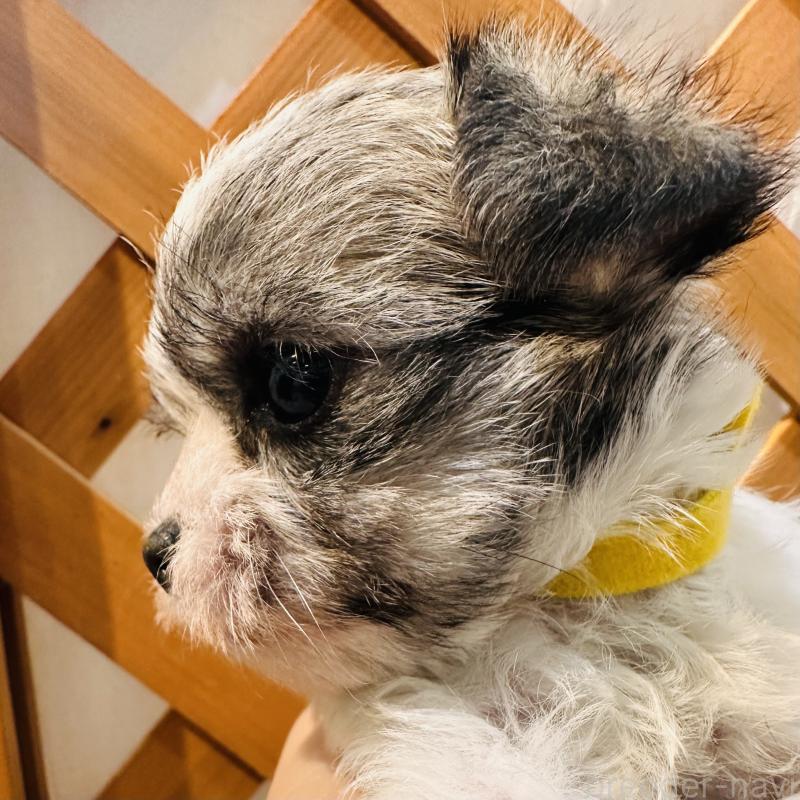 販売中の沖縄県のチワマル:チワワ×マルチーズ-440703の4枚目