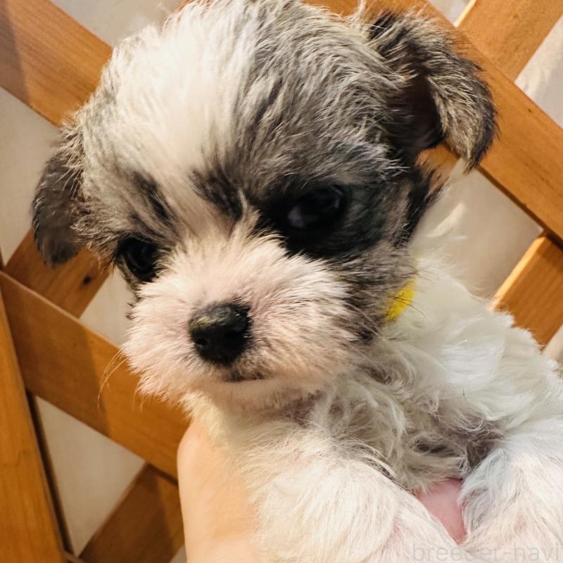 販売中の沖縄県のチワマル:チワワ×マルチーズ-440703の3枚目