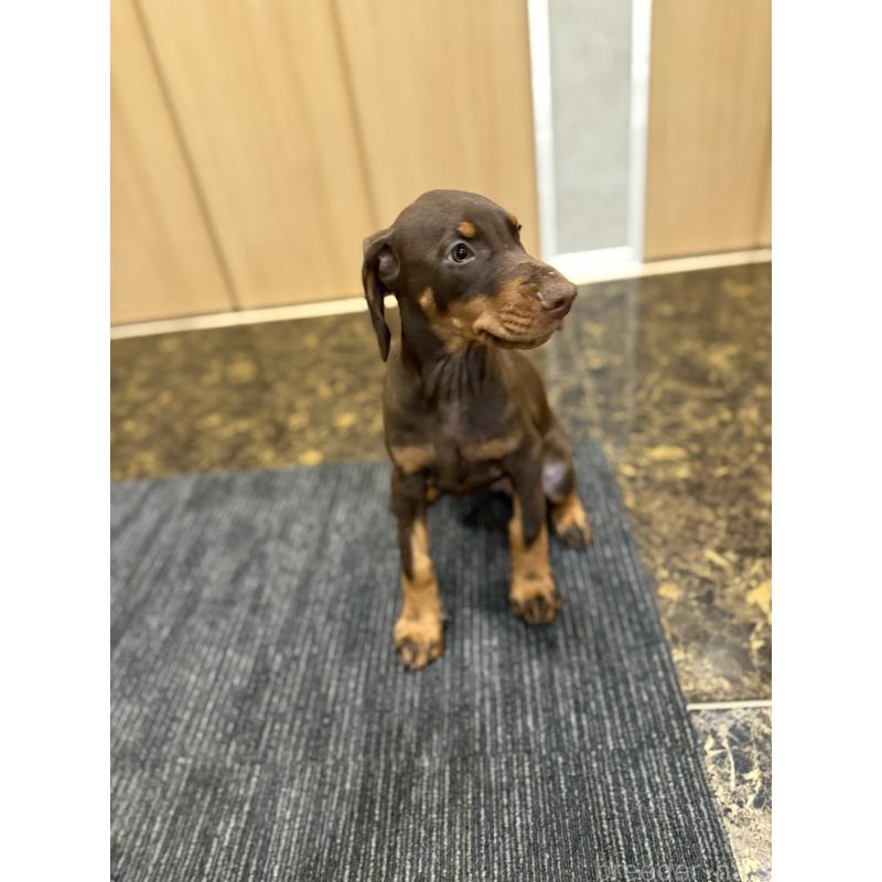 成約済の東京都のドーベルマン-432752の9枚目