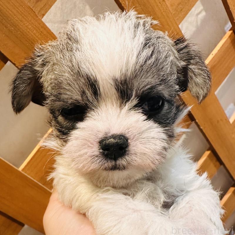 販売中の沖縄県のチワマル:チワワ×マルチーズ-440703の2枚目