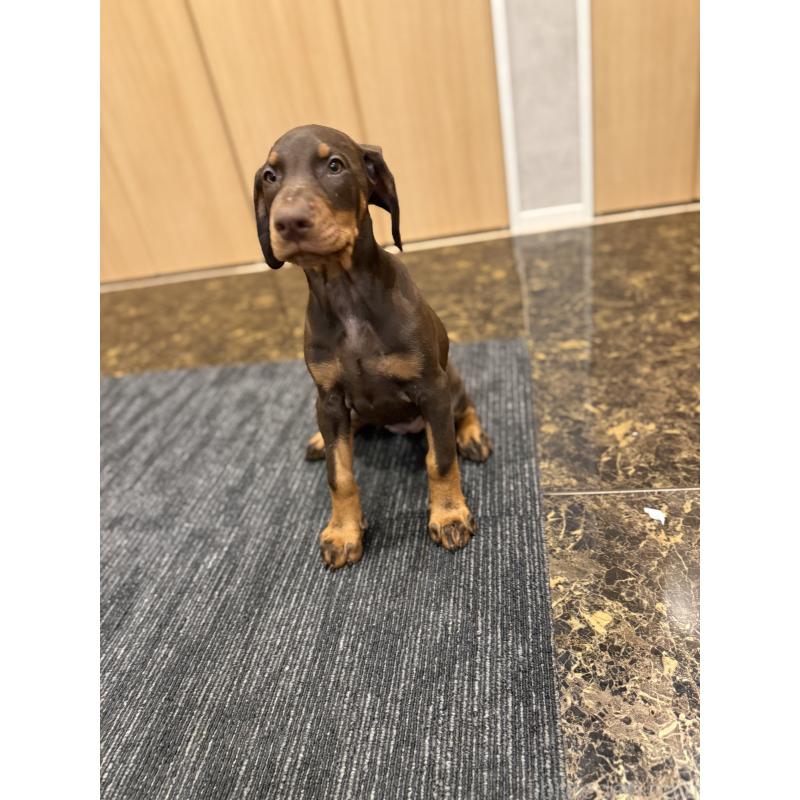 成約済の東京都のドーベルマン-432752の8枚目