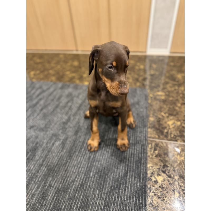 成約済の東京都のドーベルマン-432752の7枚目