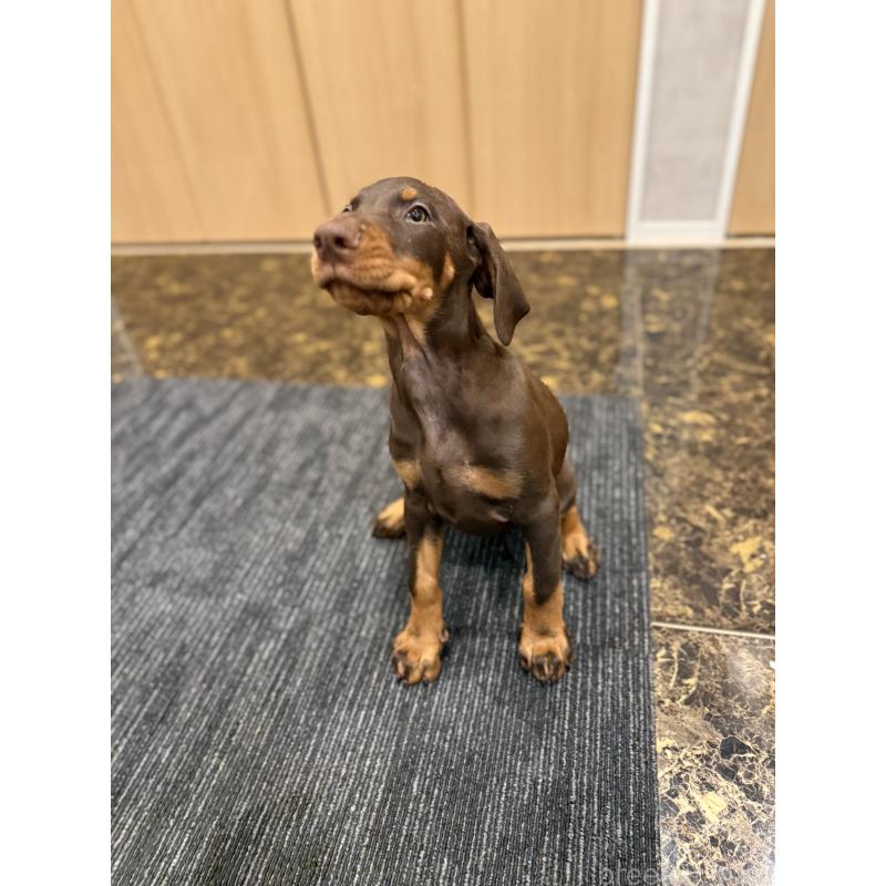 成約済の東京都のドーベルマン-432752の6枚目