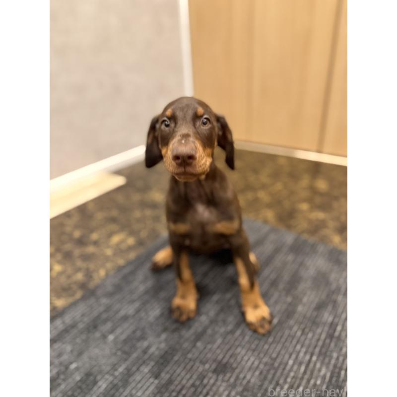 成約済の東京都のドーベルマン-432752の5枚目