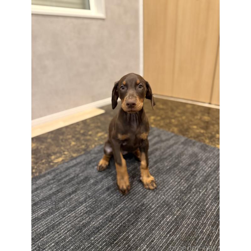 成約済の東京都のドーベルマン-432752の4枚目