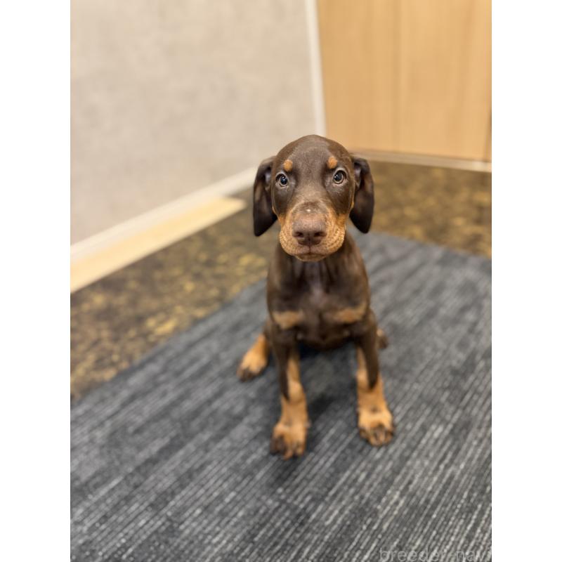 成約済の東京都のドーベルマン-432752の3枚目