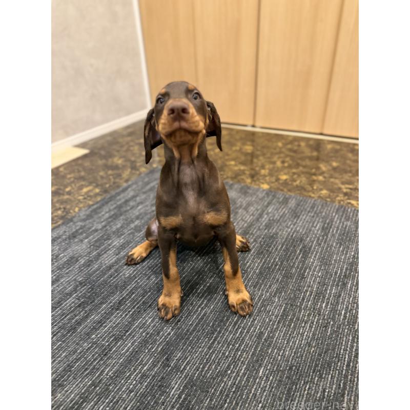 成約済の東京都のドーベルマン-432752の2枚目