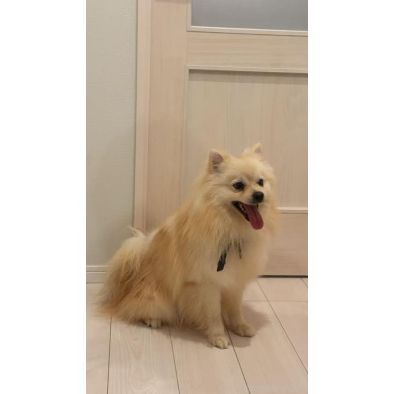 販売中の埼玉県のポメラニアン-440705の1枚目