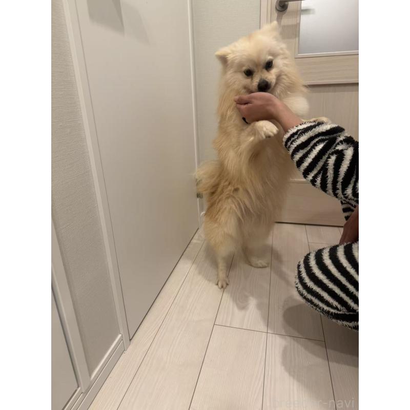 販売中の埼玉県のポメラニアン-440705の2枚目