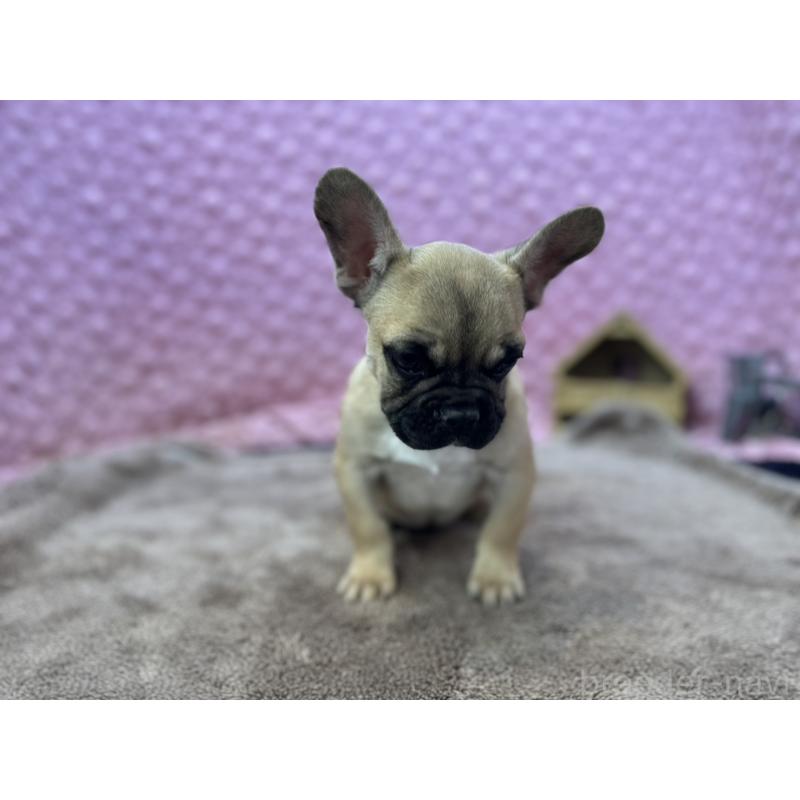販売中の茨城県のフレンチブルドッグ-440707の13枚目