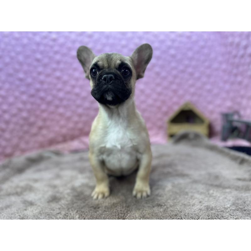 販売中の茨城県のフレンチブルドッグ-440707の12枚目