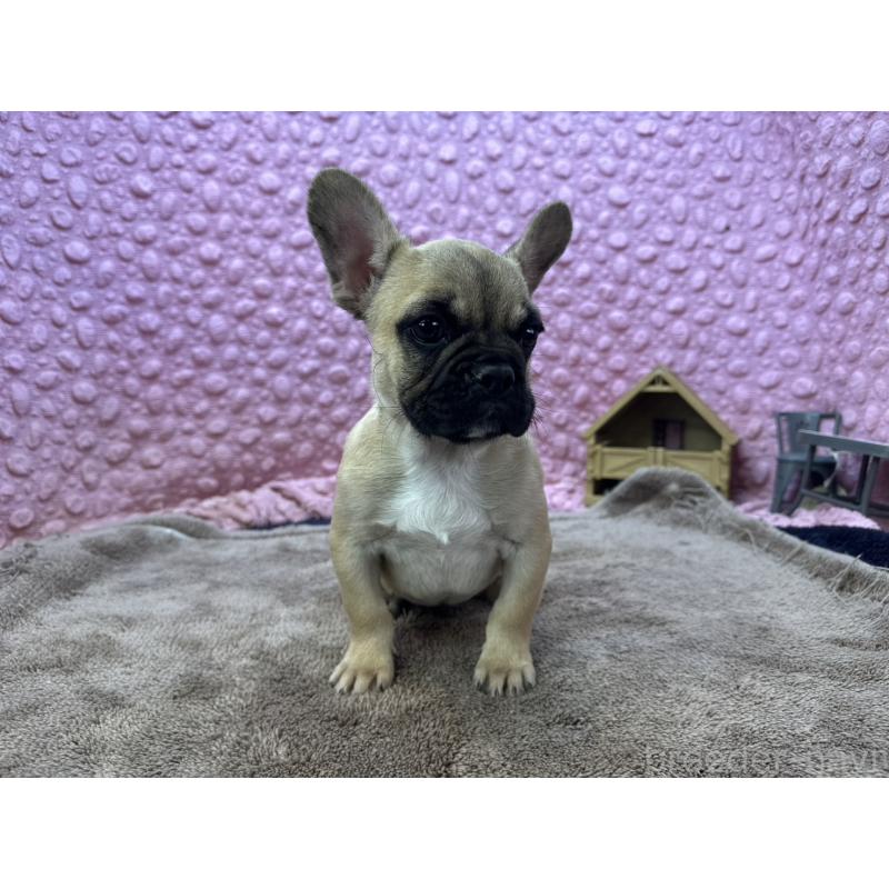 販売中の茨城県のフレンチブルドッグ-440707の11枚目