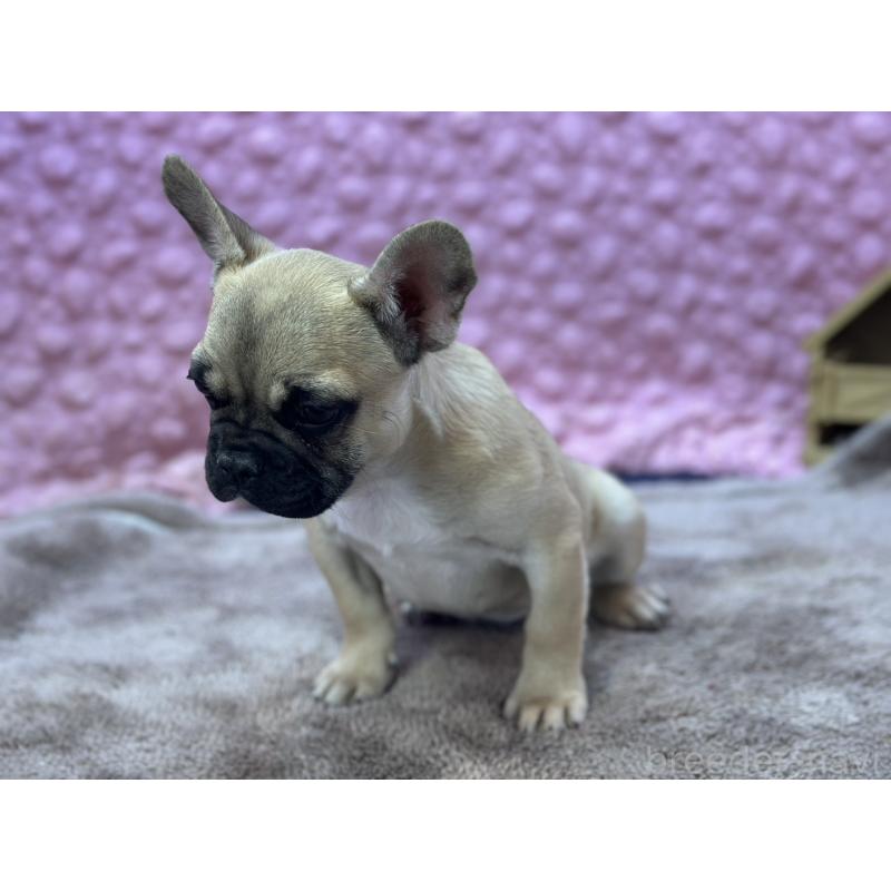 販売中の茨城県のフレンチブルドッグ-440707の10枚目