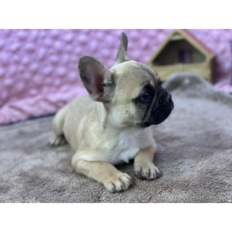 販売中の茨城県のフレンチブルドッグ-440707の9枚目